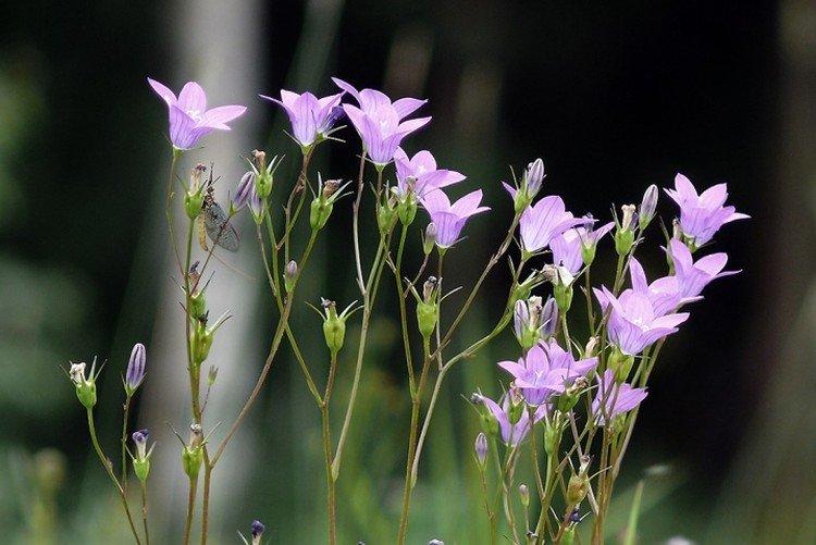 Колокольчики – фото