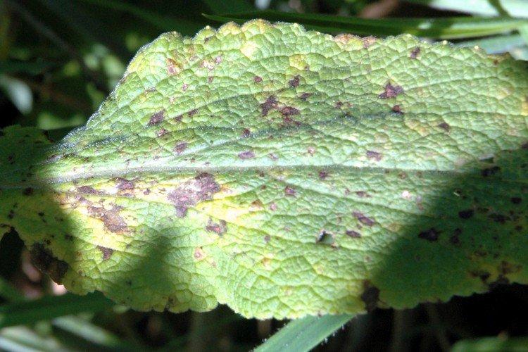 Вредители и болезни наперстянки