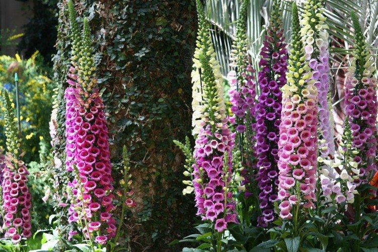 Наперстянка – фото