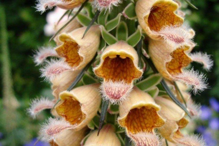 Ржавая наперстянка