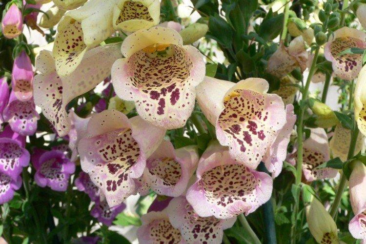 Наперстянка – фото