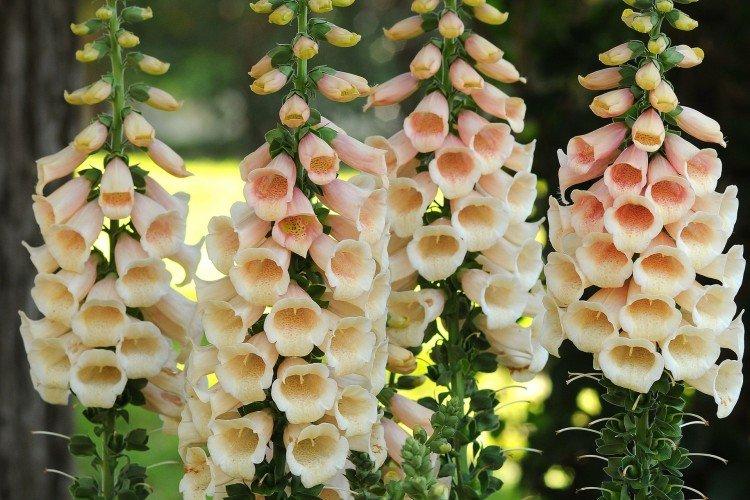 Наперстянка – фото