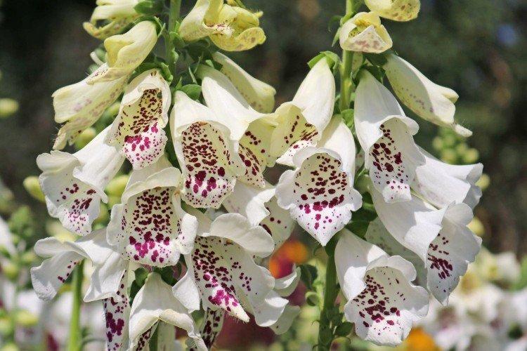 Наперстянка – фото