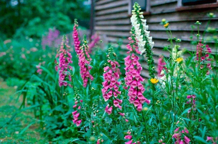 Наперстянка – фото