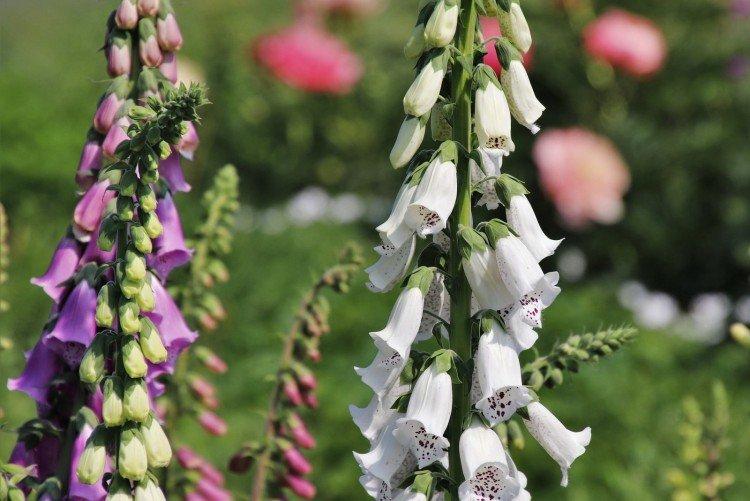 Наперстянка – фото