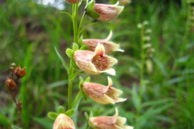 Реснитчатая наперстянка