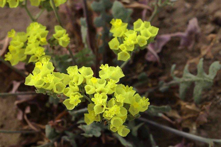 Удобрения и подкормка