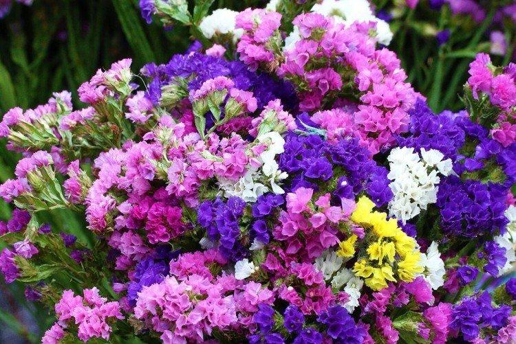 Статица – фото