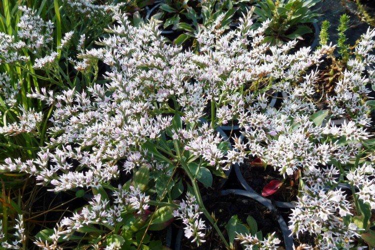 Статица – фото