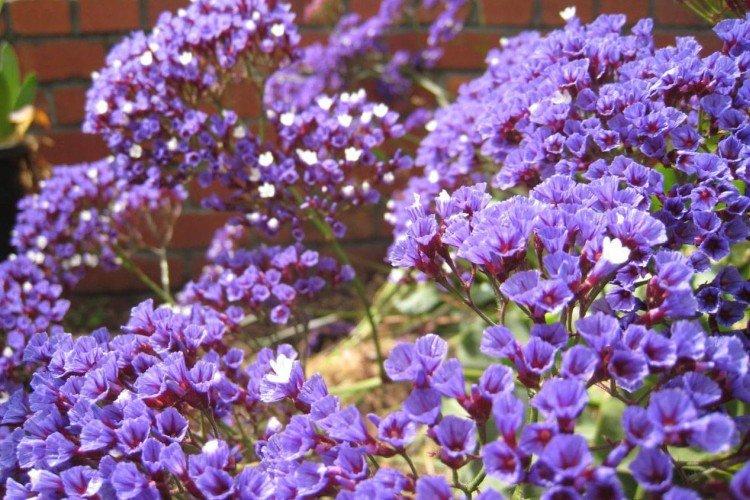 Статица – фото