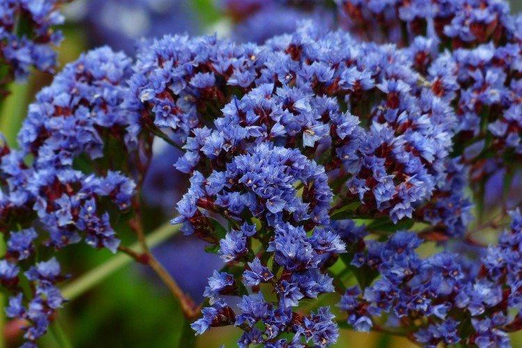 Статица – фото