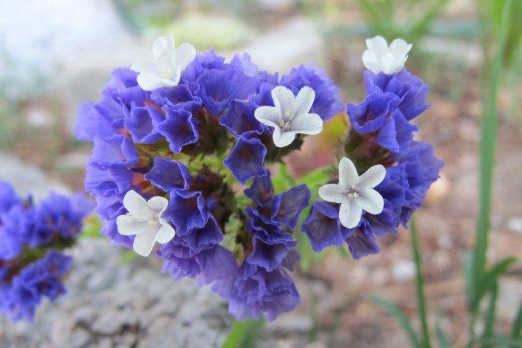 Статица – фото