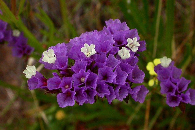 Выемчатая статица