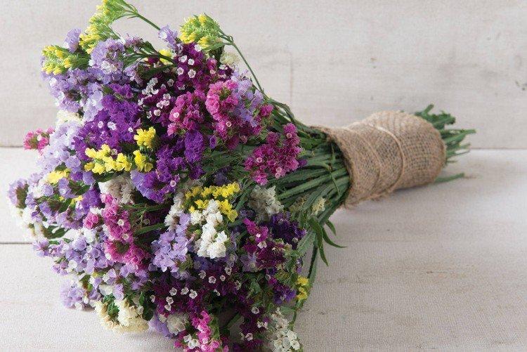 Статица – фото