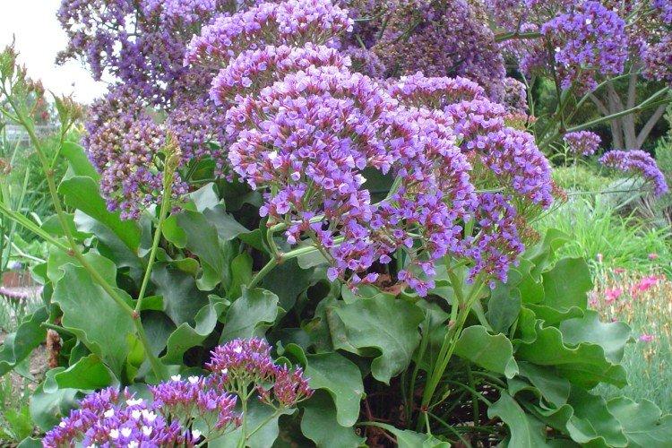 Статица – фото