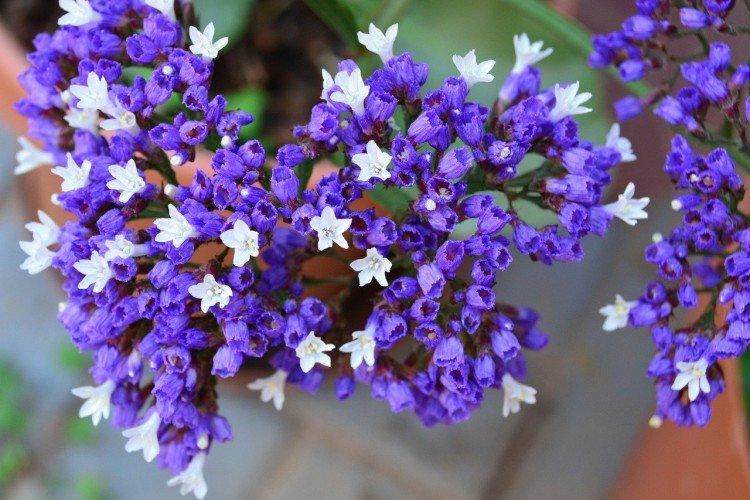 Статица – фото