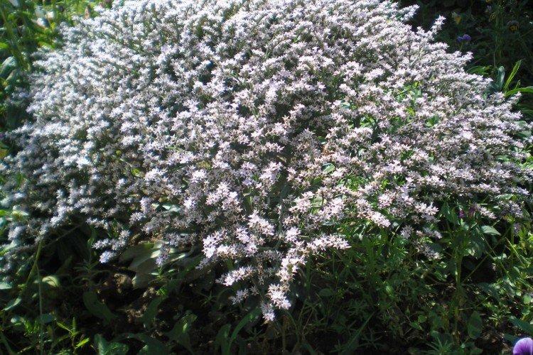 Германская многолетняя статица