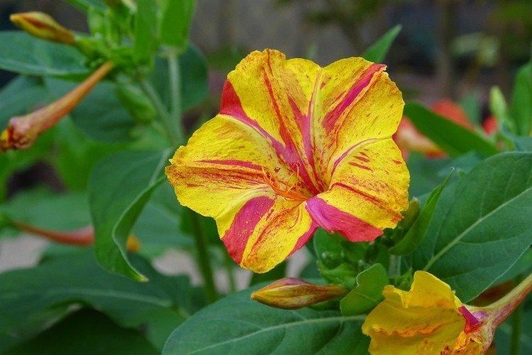 Мирабилис (60 фото): виды, посадка и уход в открытом грунте