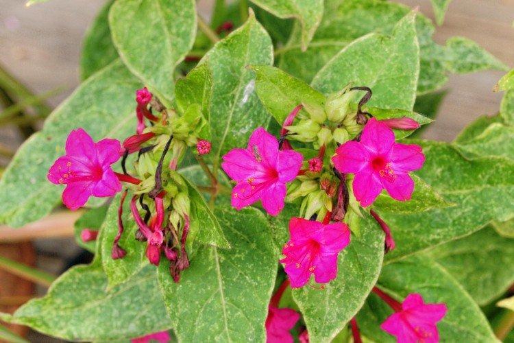 Вредители и болезни мирабилиса