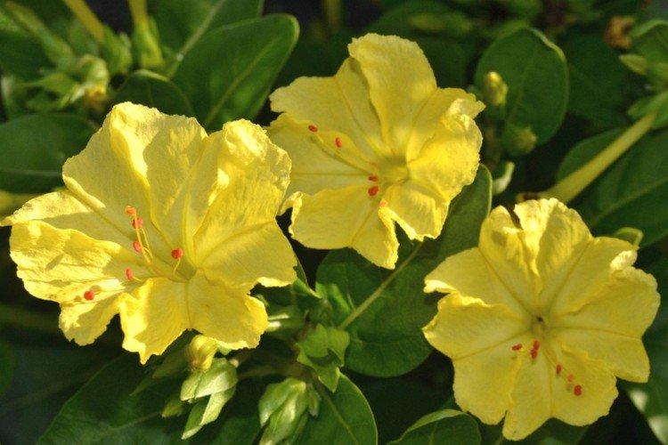 Мирабилис – фото