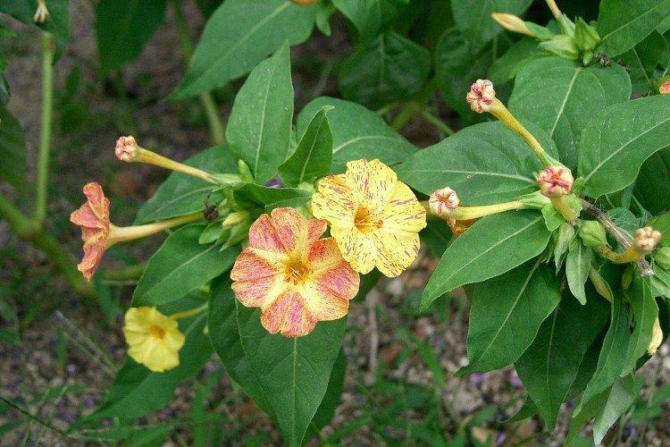 Мирабилис – фото