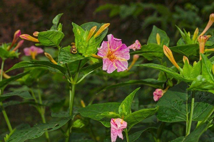 Мирабилис – фото
