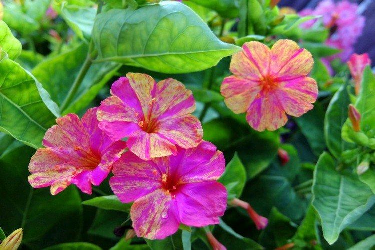 Мирабилис – фото