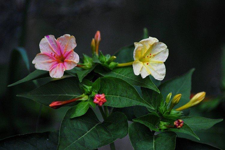 Мирабилис – фото