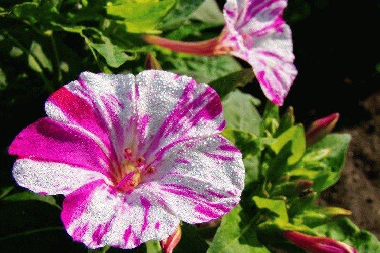 Мирабилис – фото