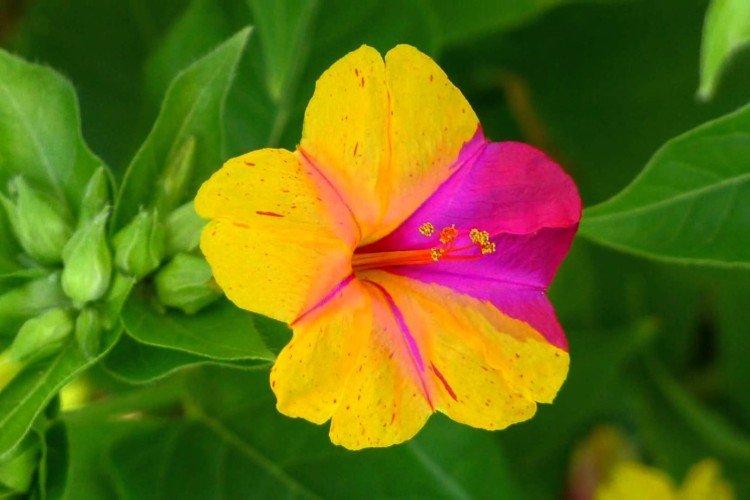 Мирабилис – фото