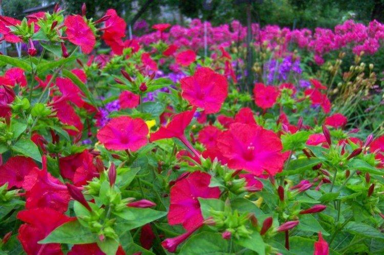 Мирабилис – фото