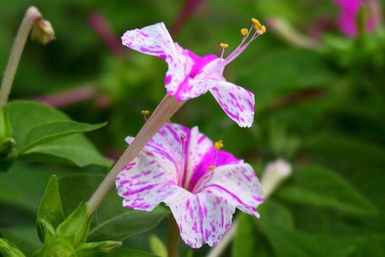 Мирабилис – фото