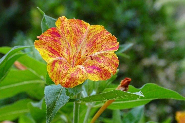 Мирабилис – фото