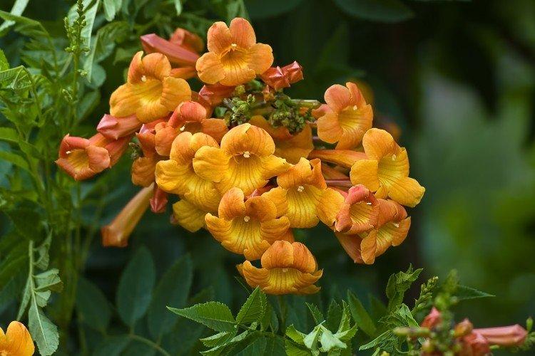 Кампсис (60 фото): виды, посадка и уход в открытом грунте