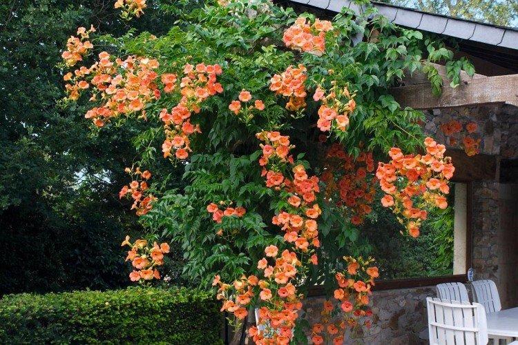 Кампсис – фото