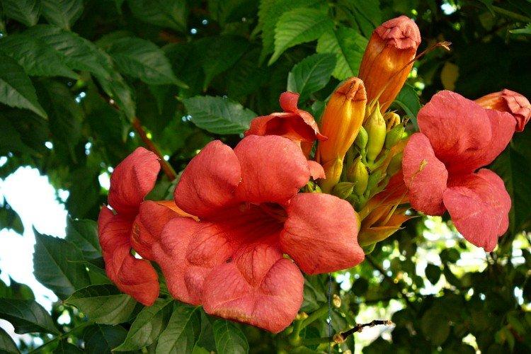 Кампсис – фото