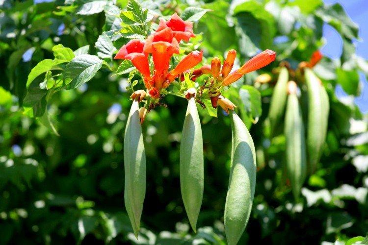 Кампсис – фото