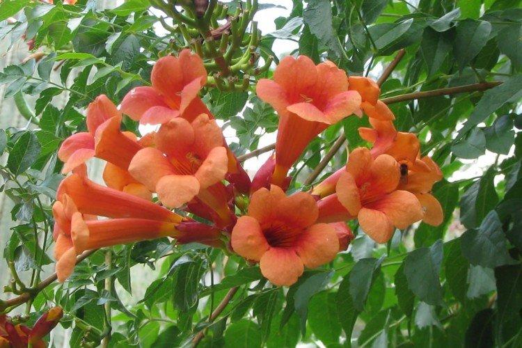 Кампсис – фото