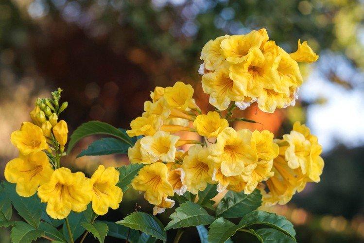 Кампсис – фото