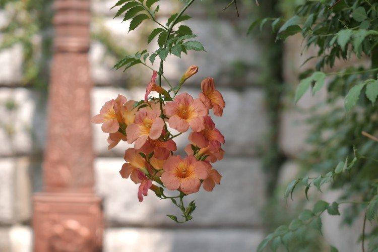 Кампсис – фото