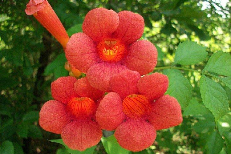 Кампсис – фото