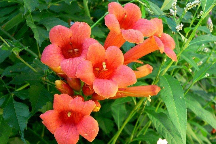 Кампсис – фото