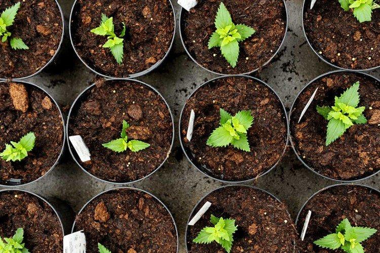 Посадка и размножение