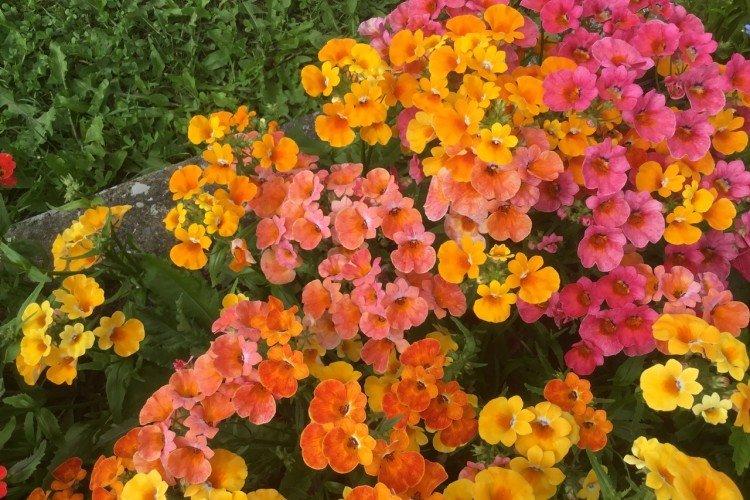 Болезни и вредители немезии