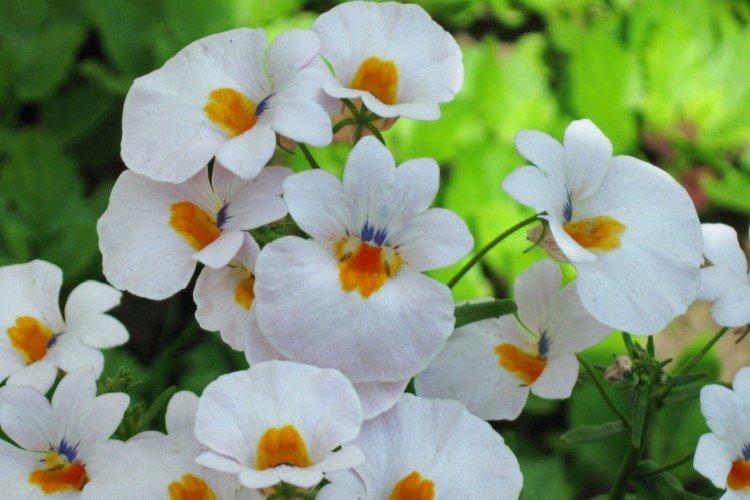 Немезия – фото