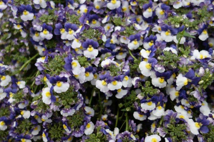 Немезия – фото