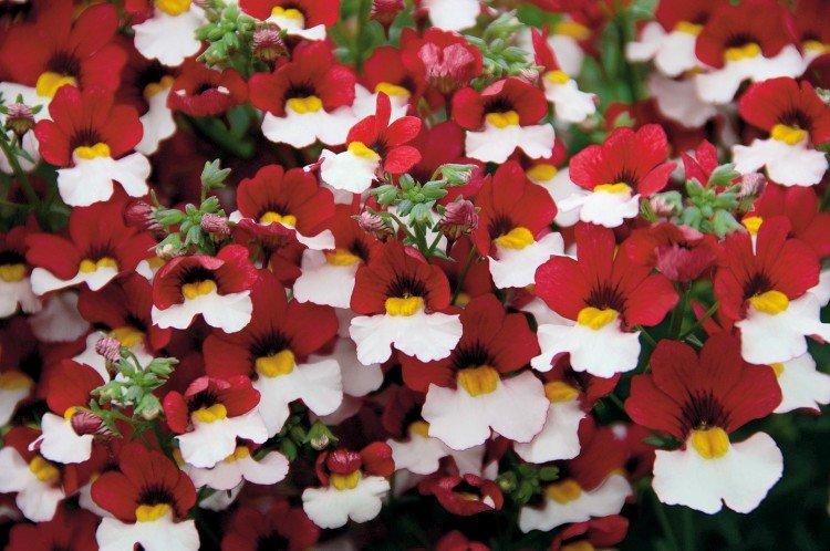 Немезия – фото