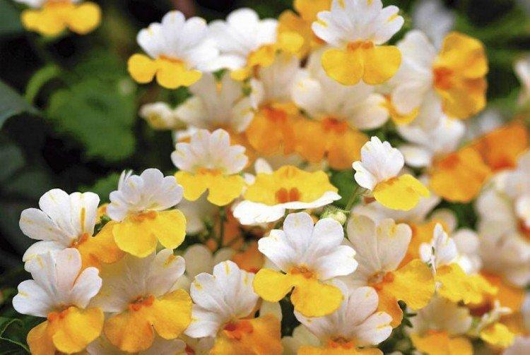 Немезия – фото