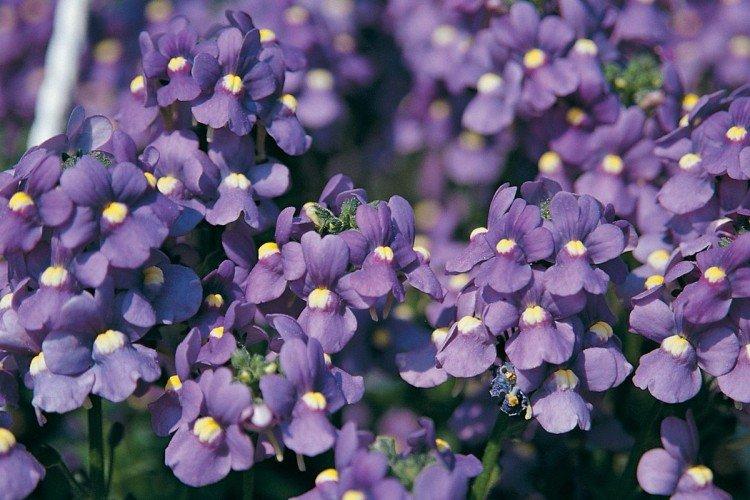 Немезия – фото