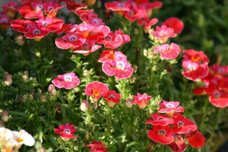 Немезия – фото